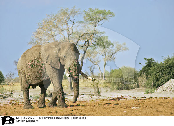 Afrikanischer Elefant / African Elephant / HJ-02623