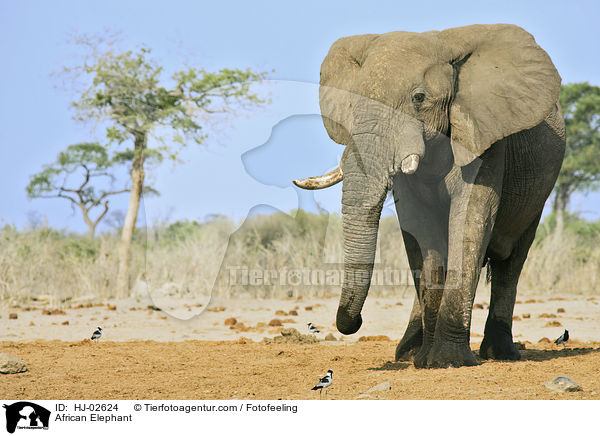 Afrikanischer Elefant / African Elephant / HJ-02624