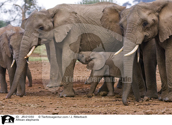 African elephants / JR-01050