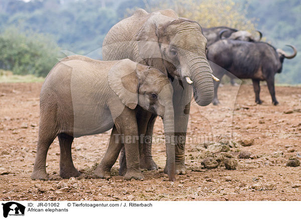 African elephants / JR-01062