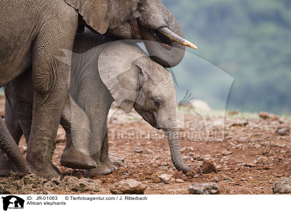 African elephants / JR-01063