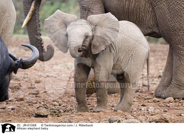African elephant baby / JR-01068