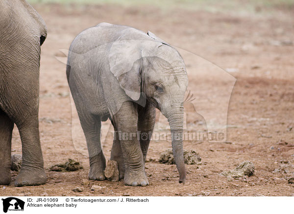 African elephant baby / JR-01069