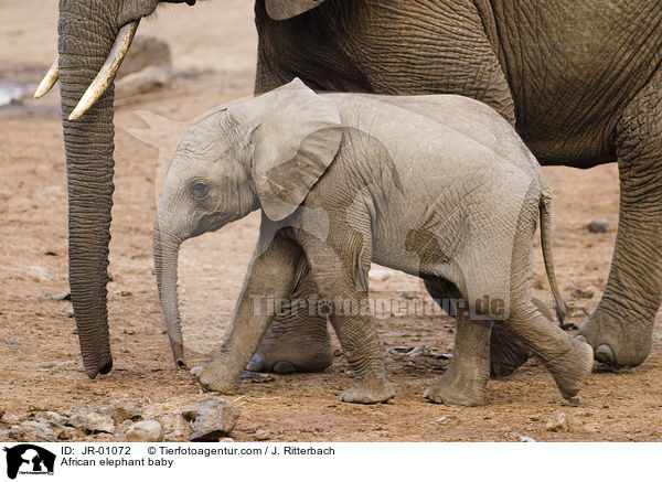 African elephant baby / JR-01072