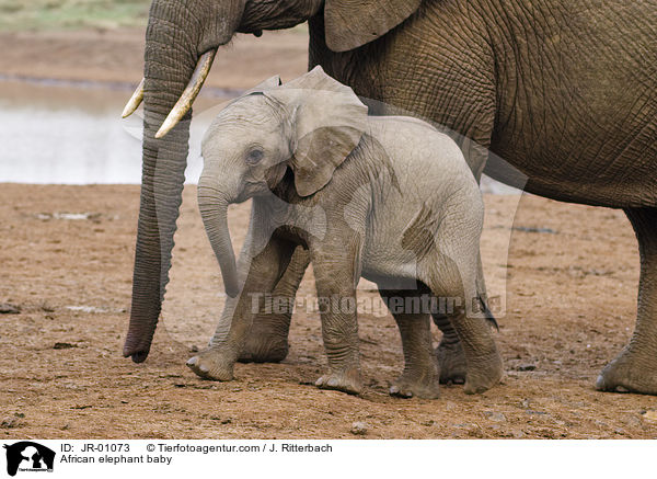 African elephant baby / JR-01073