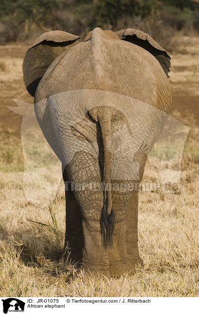 African elephant / JR-01075