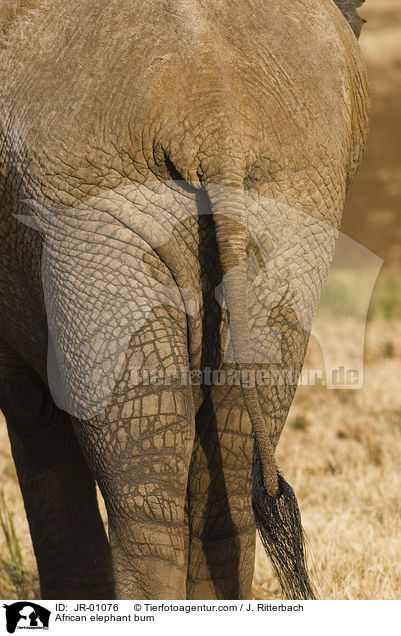 African elephant bum / JR-01076