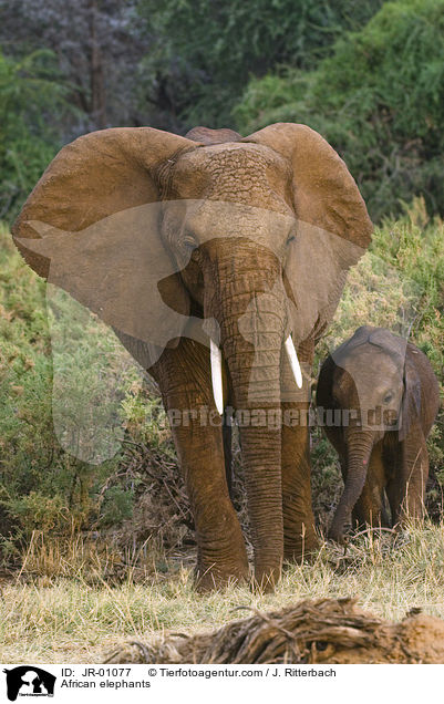 African elephants / JR-01077