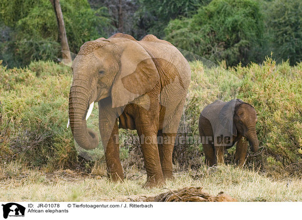 African elephants / JR-01078