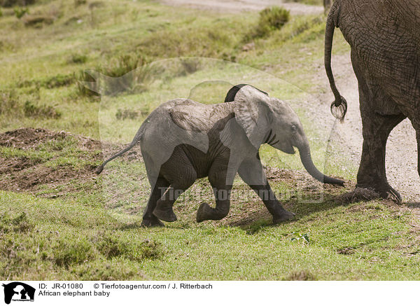 Elefantenbaby / African elephant baby / JR-01080