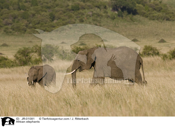African elephants / JR-01081