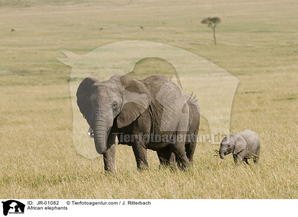 African elephants / JR-01082