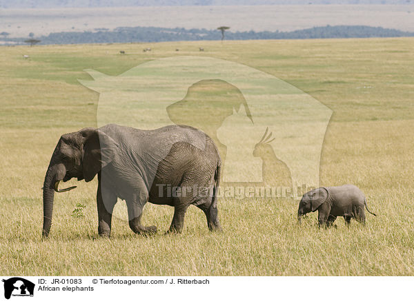 African elephants / JR-01083