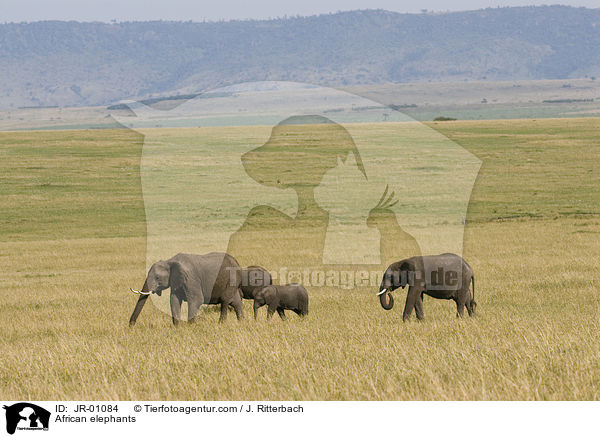 African elephants / JR-01084