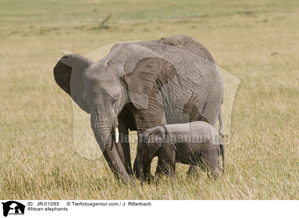 African elephants / JR-01085