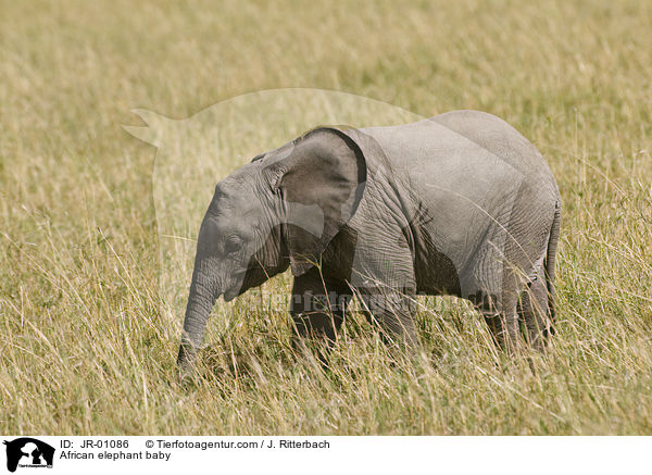 African elephant baby / JR-01086