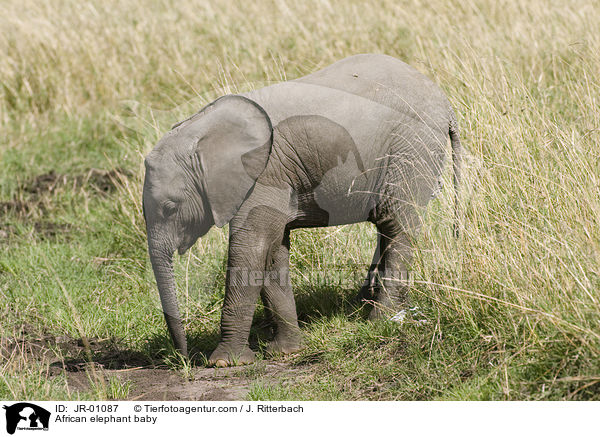 African elephant baby / JR-01087