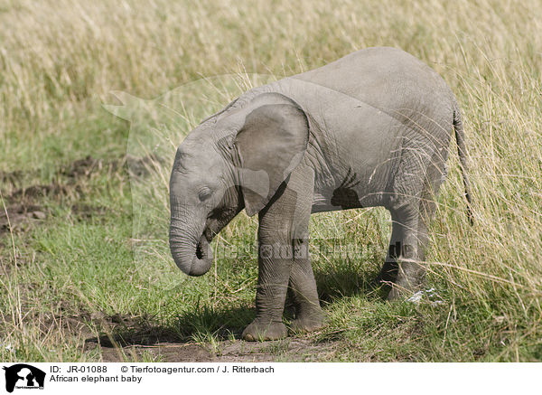 African elephant baby / JR-01088