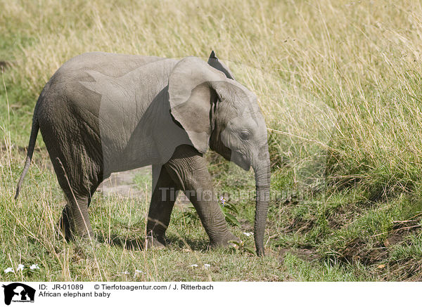 African elephant baby / JR-01089