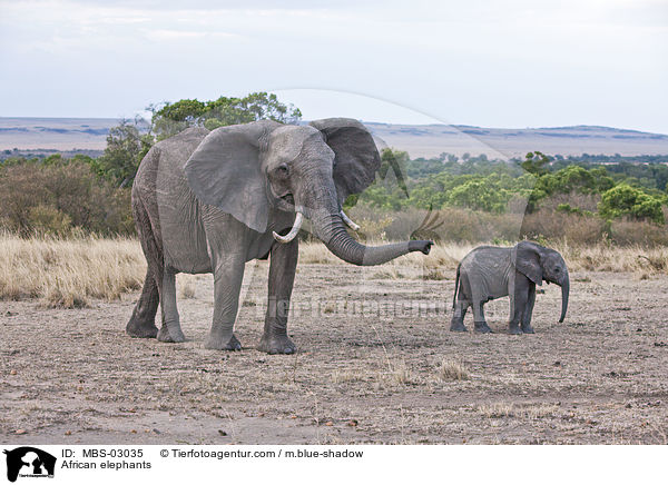 African elephants / MBS-03035