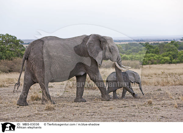 African elephants / MBS-03036