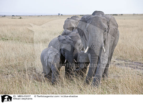 Afrikanische Elefanten / African elephants / MBS-03037