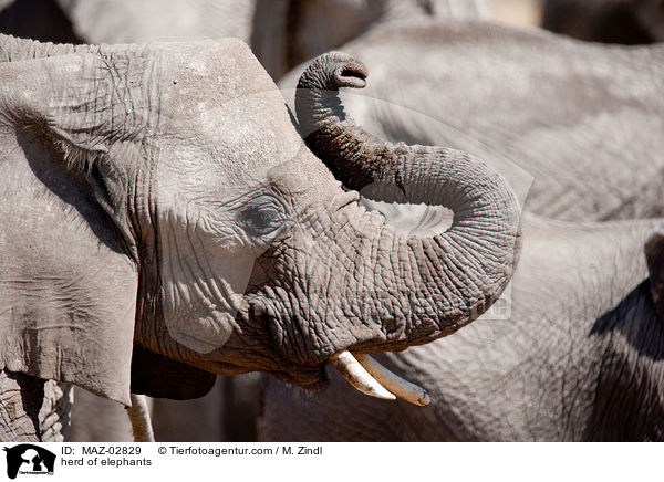 herd of elephants / MAZ-02829