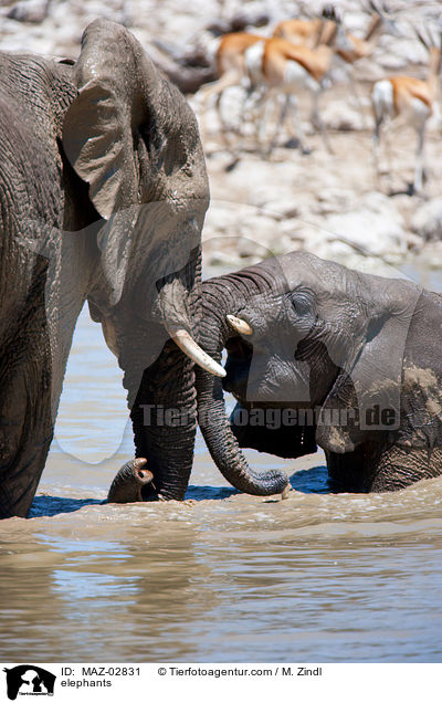 elephants / MAZ-02831