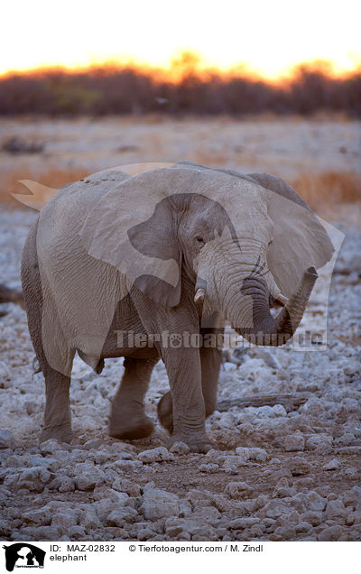 elephant / MAZ-02832