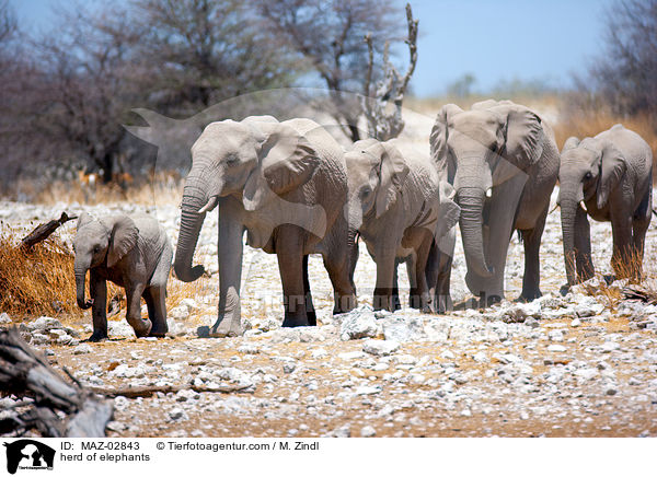 herd of elephants / MAZ-02843