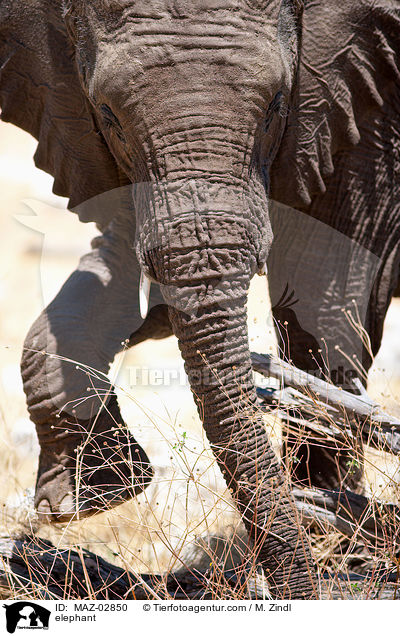 Afrikanischer Elefant / elephant / MAZ-02850