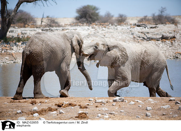 elephants / MAZ-02855