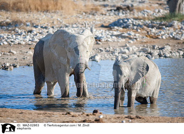 elephants / MAZ-02863