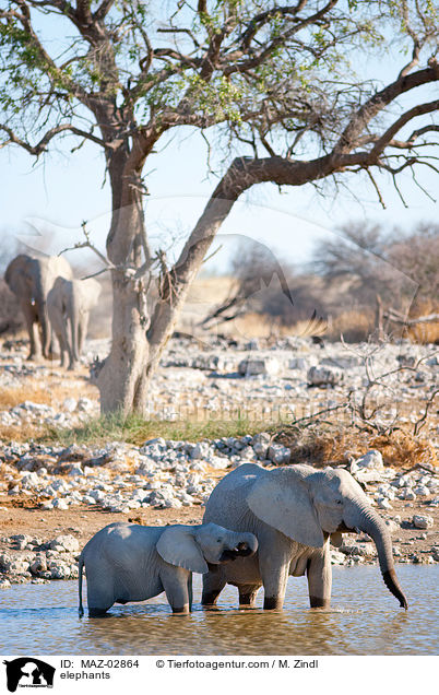 elephants / MAZ-02864