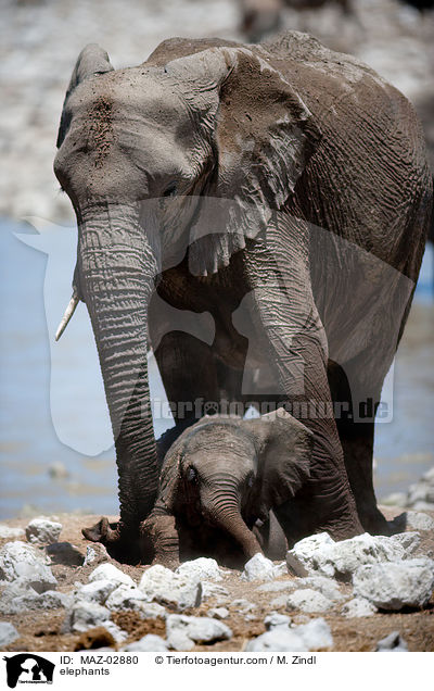 elephants / MAZ-02880