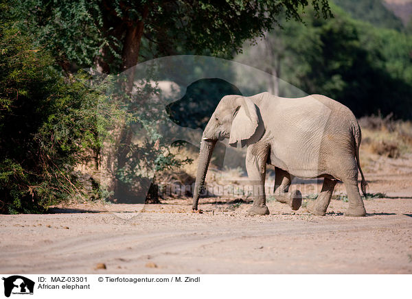 African elephant / MAZ-03301