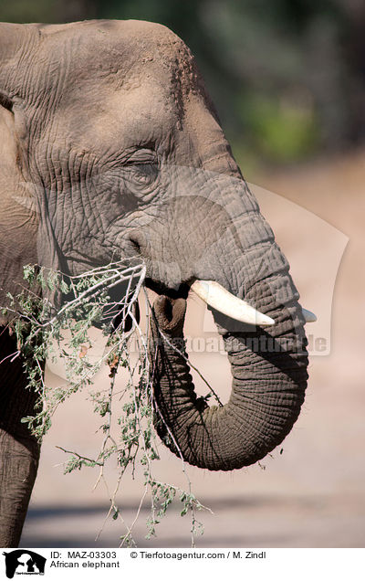 African elephant / MAZ-03303