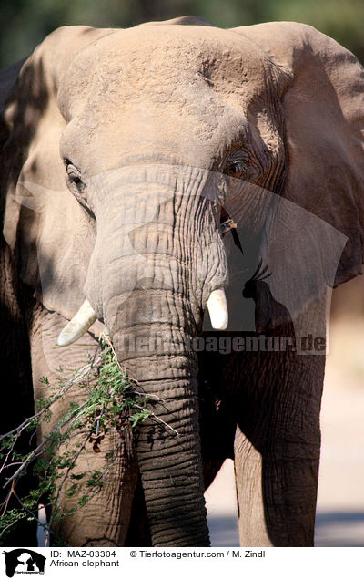 African elephant / MAZ-03304