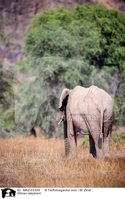 African elephant / MAZ-03309