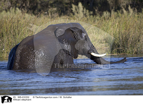 Afrikanischer Elefant / African elephant / WS-03352