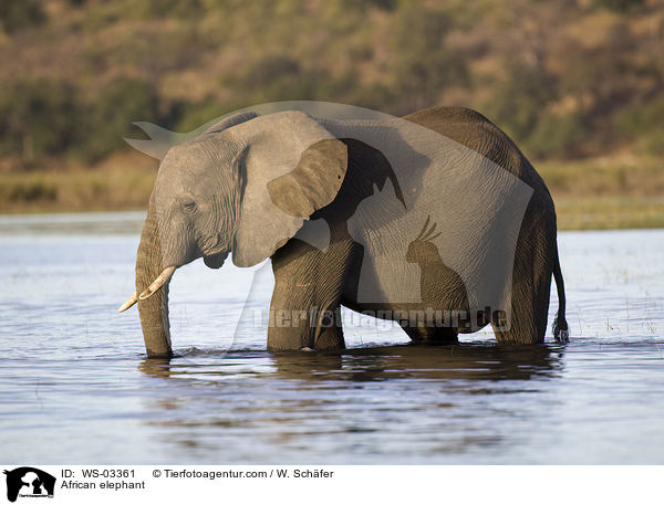 Afrikanischer Elefant / African elephant / WS-03361