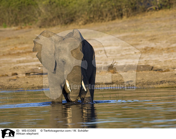 Afrikanischer Elefant / African elephant / WS-03365