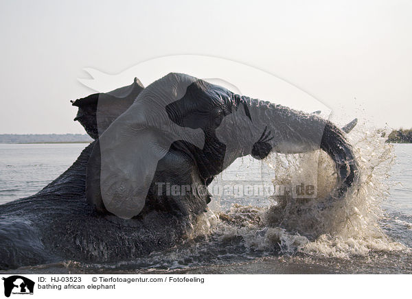 bathing african elephant / HJ-03523