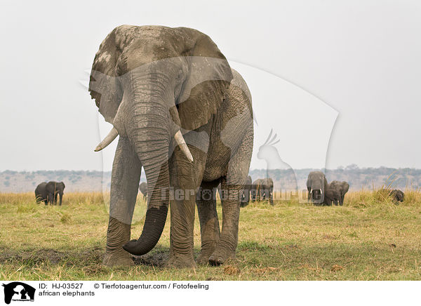 african elephants / HJ-03527