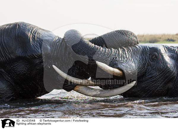 fighting african elephants / HJ-03548