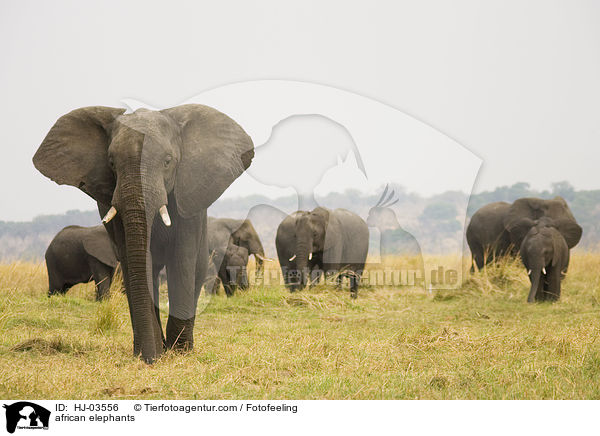 african elephants / HJ-03556