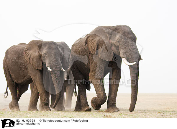 african elephants / HJ-03558