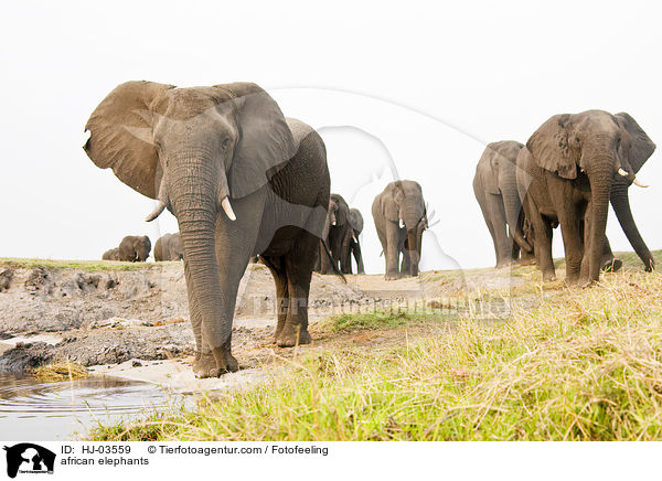 african elephants / HJ-03559