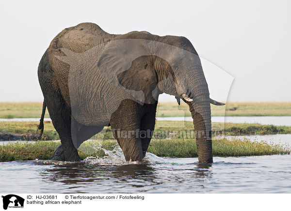bathing african elephant / HJ-03681