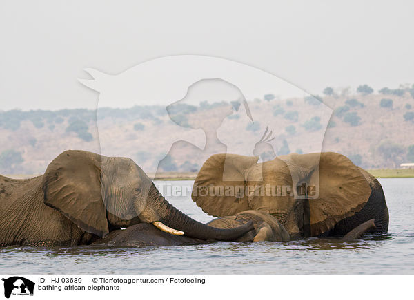 bathing african elephants / HJ-03689